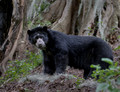 285 Spectacled bear (Tremarctos ornatus) - Ecuador