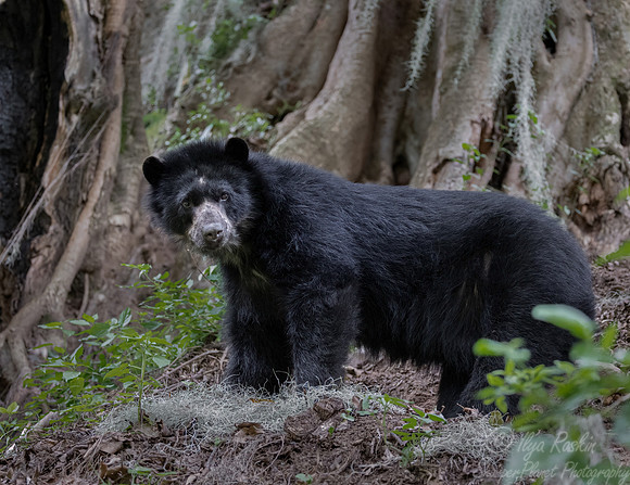 285 Spectacled bear (Tremarctos ornatus) - Ecuador