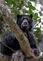 287 Spectacled bear (Tremarctos ornatus) - Ecuador