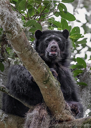 287 Spectacled bear (Tremarctos ornatus) - Ecuador