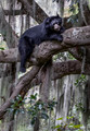 283 Spectacled bear (Tremarctos ornatus) - Ecuador