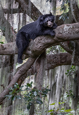 283 Spectacled bear (Tremarctos ornatus) - Ecuador