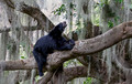 282 Spectacled bear (Tremarctos ornatus) - Ecuador