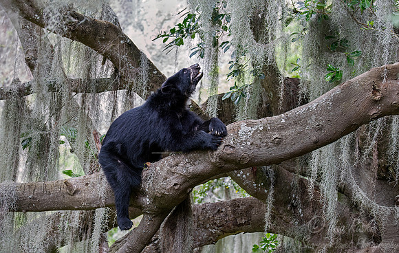282 Spectacled bear (Tremarctos ornatus) - Ecuador
