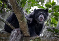 288 Spectacled bear (Tremarctos ornatus) - Ecuador