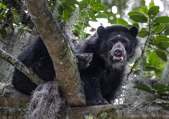 288 Spectacled bear (Tremarctos ornatus) - Ecuador