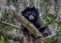 289 Spectacled bear (Tremarctos ornatus) - Ecuador