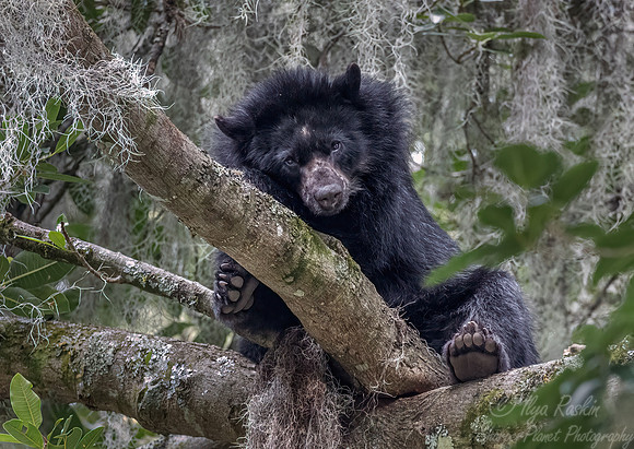 289 Spectacled bear (Tremarctos ornatus) - Ecuador