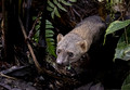 239 Tayra (Eira barbara) - Ecuador