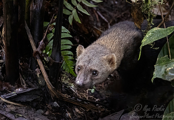 239 Tayra (Eira barbara) - Ecuador