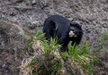 290 Spectacled bear (Tremarctos ornatus) - Ecuador