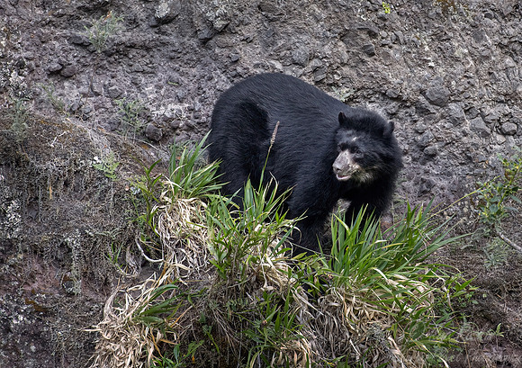 290 Spectacled bear (Tremarctos ornatus) - Ecuador
