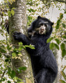 291 Spectacled bear (Tremarctos ornatus) - Ecuador