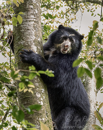 291 Spectacled bear (Tremarctos ornatus) - Ecuador