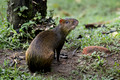 241 Central American agouti (Dasyprocta punctata) - Ecuador