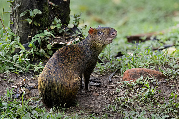 241 Central American agouti (Dasyprocta punctata) - Ecuador