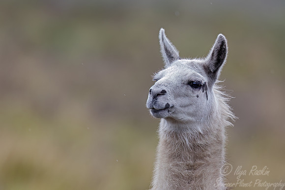 260 Llama (Lama glama) - Ecuador