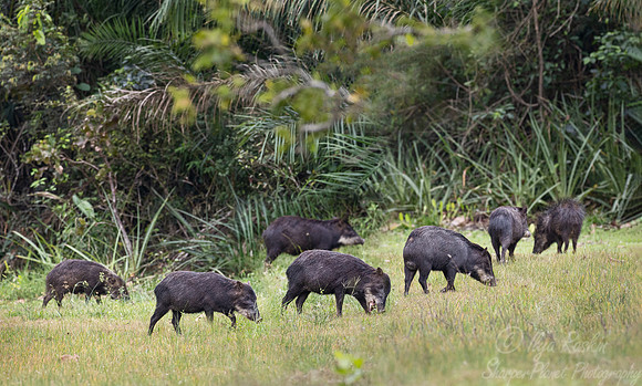 259 White-lipped peccary (Tayassu pecari) - Pantanal Brazil