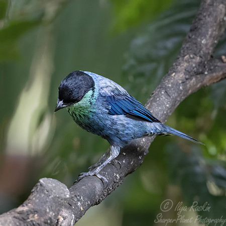 694 Black-capped tanager (Stilpnia heinei) - Ecuador