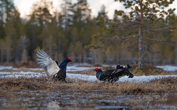 041 Black grouse (Lyrurus tetrix) - Finland