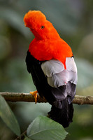 BIRDS - COLOMBIA 2024