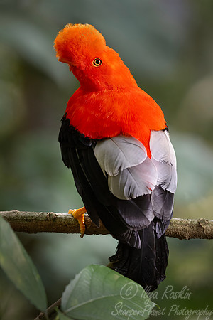 615 Andean cock-of-the-rock (Rupicola peruvianus) - Colombia cloud forest