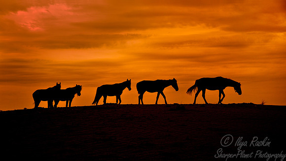 020_Horses_Camel Ranch_Tau Kum Desert_Kazakhstan