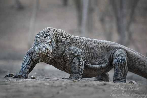 151 Komodo dragon (Varanus komodoensis) - Komodo NP Indonesia