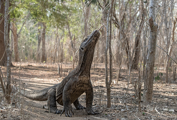 161 Komodo dragon (Varanus komodoensis) - Komodo NP Indonesia