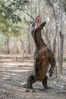 2019 Indonesia Komodo NP and Java