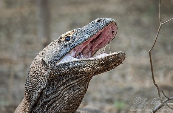 163 Komodo dragon (Varanus komodoensis) - Komodo NP Indonesia