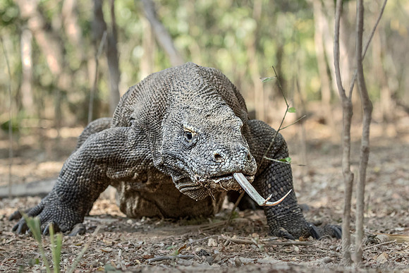 167 Komodo dragon (Varanus komodoensis) - Komodo NP Indonesia
