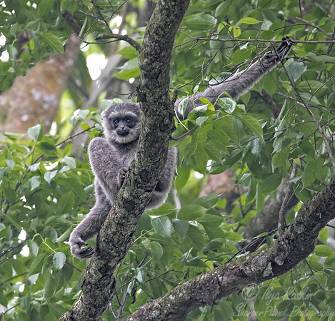 197 Silvery gibbon (Hylobates moloch) - Java Indonesia