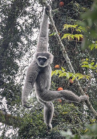 198 Silvery gibbon (Hylobates moloch) - Java Indonesia