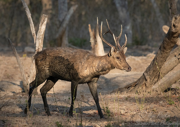 219 Timor rusa deer (Cervus timorensis) - Komodo NP Indonesia