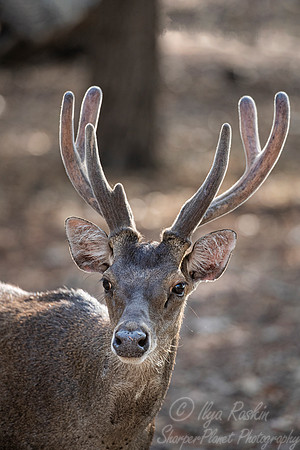 220 Timor rusa deer (Cervus timorensis) - Komodo NP Indonesia