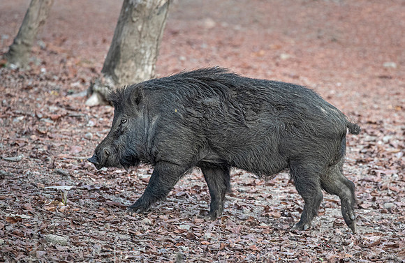 221 Wild Boar (Sus scrofa vittatus) - Komodo NP Indonesia