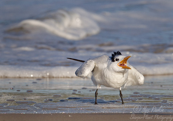 127 Royal Tern (Sterna maxima) - NC