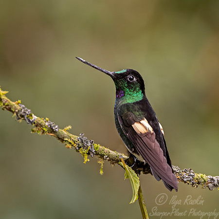 485 Buff-winged Starfrontlet (Coeligena lutetiae) - Colombia cloud forest