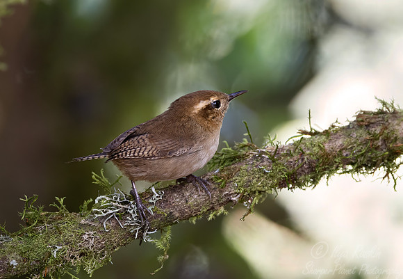 579 Mountain wren (Troglodytes solstitialis) - Colombia cloud forest