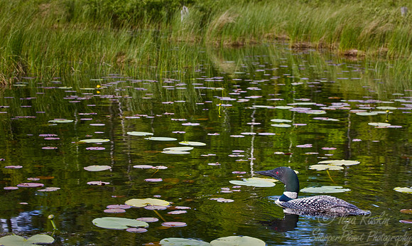 034 Common Loon - MI
