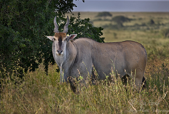 033_Common Eland (Taurotragus oryx)_Nairobi National Park_Kenya