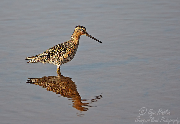 063 Short-billed Dowitcher (Limnodromus griseus) - DE