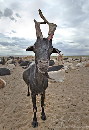104 Domestic goat (Capra aegagrus hircus) Mongolia