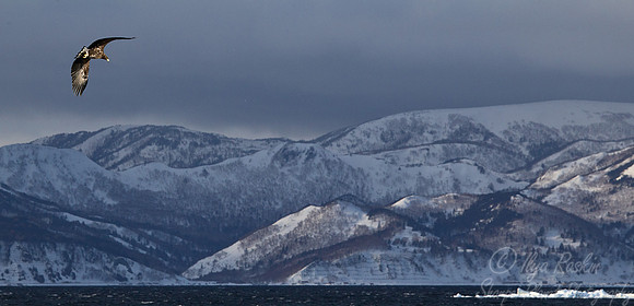 120 White-tailed Eagle (Haliaeetus albicilla) - Hokkaido Japan