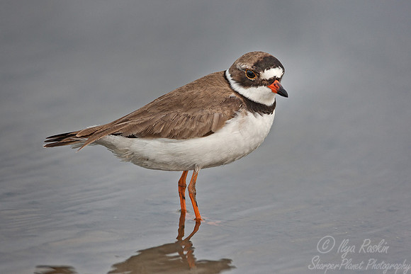062 Semipalmated Plover (Charadrius semipalmatus) - DE