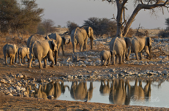 021 African Elephants (Loxodonta africana) - Etosha Namibia