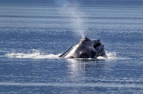 088 Humpback whale (Megaptera novaeangliae) - AK