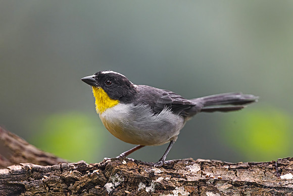 529 White-naped brushfinch (Atlapetes albinucha) - Colombia cloud forest