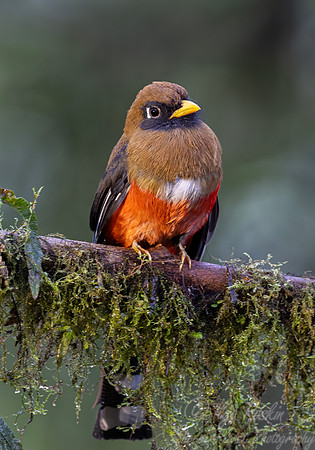 642 Masked trogon (Trogon personatus) - Ecuador